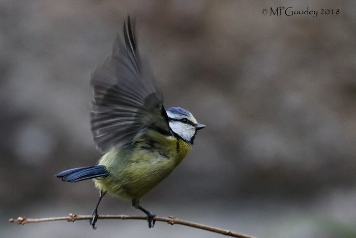 Blue Tit