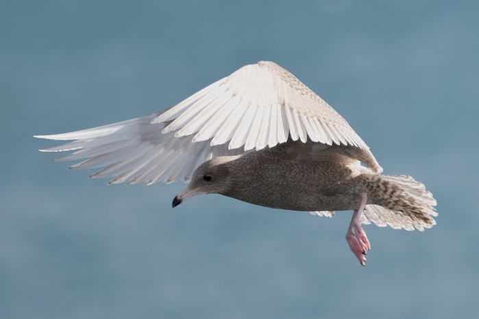 Glaucous Gull