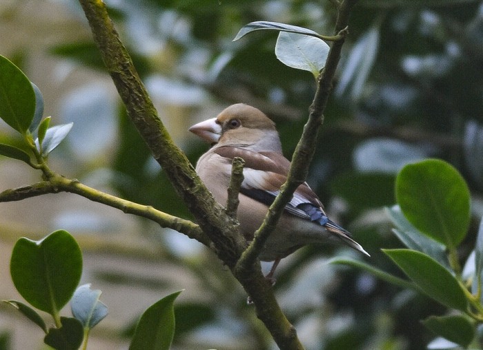 Hawfinch