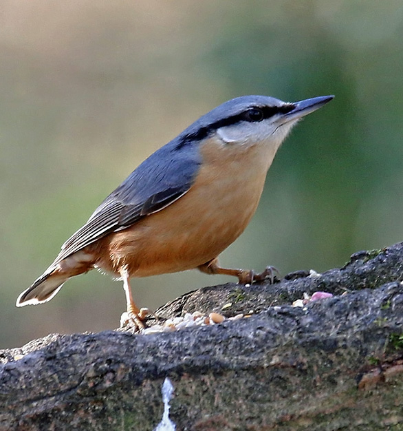 Nuthatch