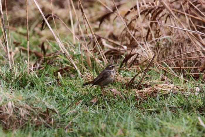 White-spotted Bluethroat