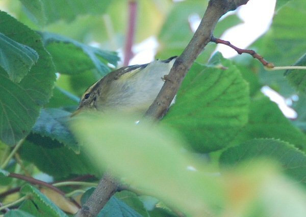 Yellow-browed Warbler