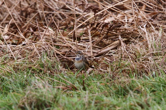 White-spotted Bluethroat