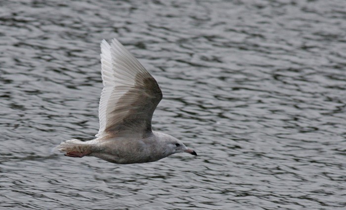 Iceland Gull