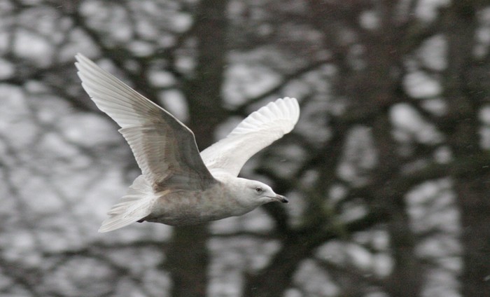 Iceland Gull