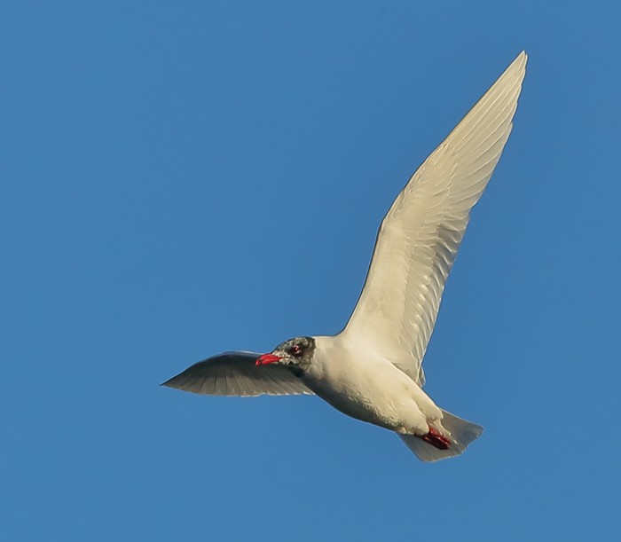 Mediterranean Gull