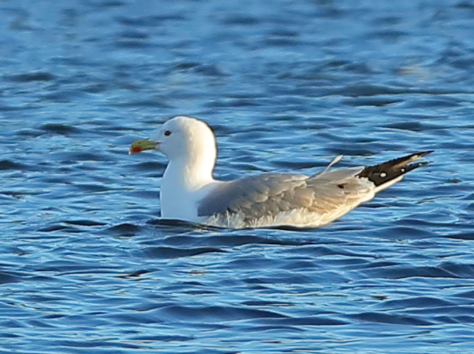 Yellow-legged Gull