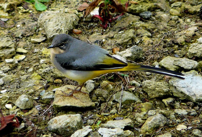 Grey Wagtail