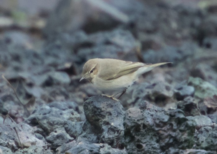 Siberian Chiffchaff