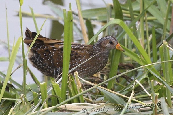 Spotted Crake