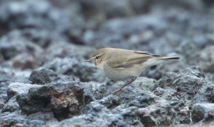 Siberian Chiffchaff
