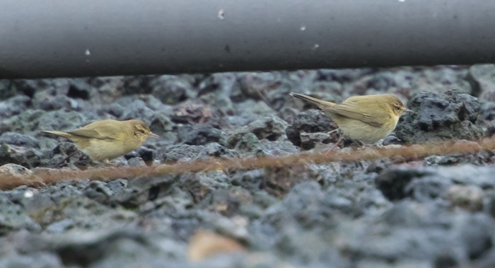 Chiffchaff