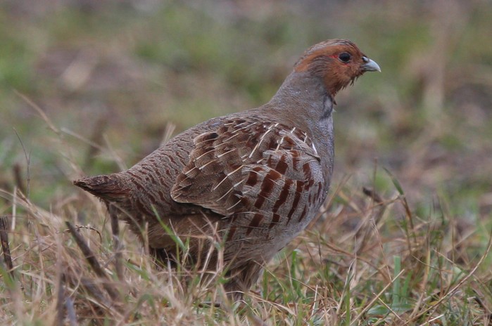 Grey Partridge