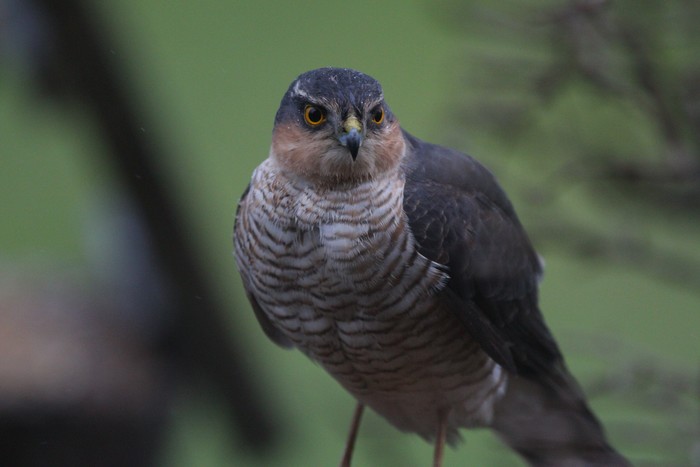 Sparrowhawk