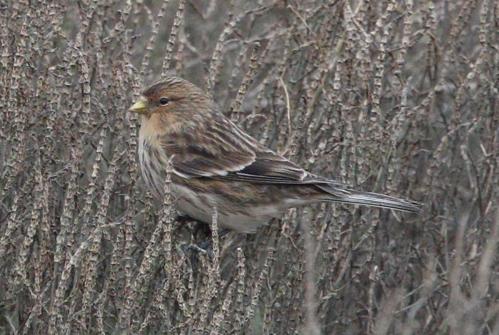 Twite