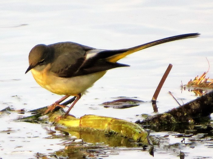 Grey Wagtail