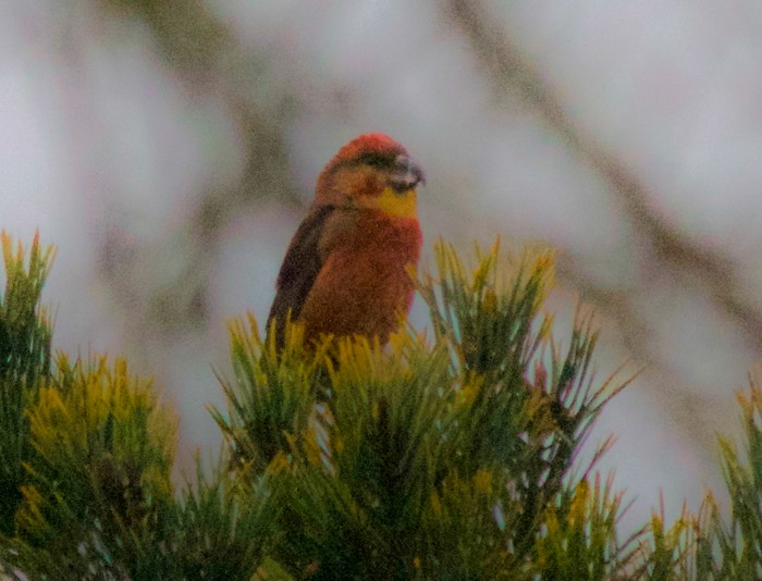 Parrot Crossbill