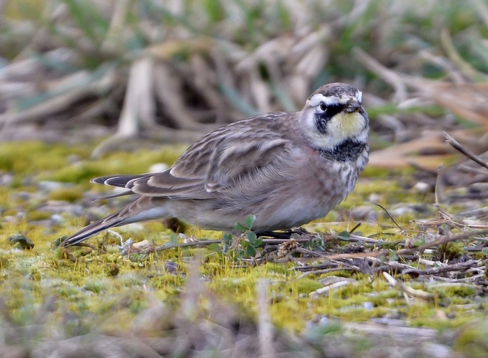 Horned Lark