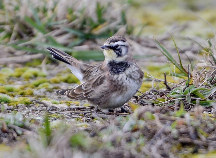 Horned Lark
