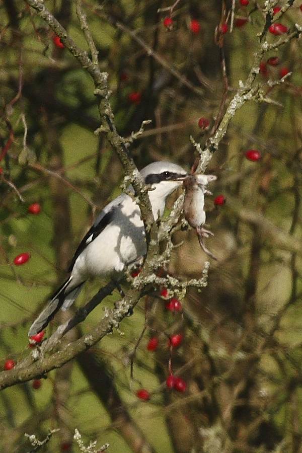 Great Grey Shrike
