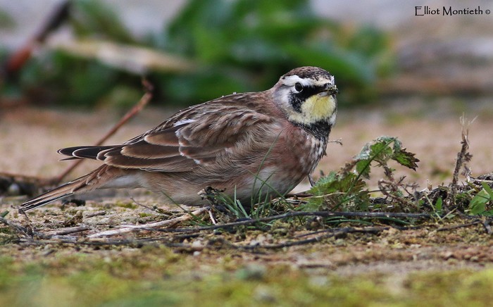 Horned Lark
