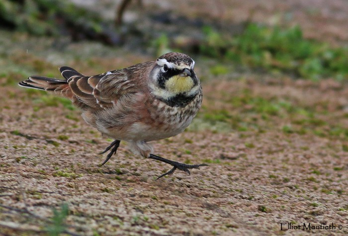 Horned Lark