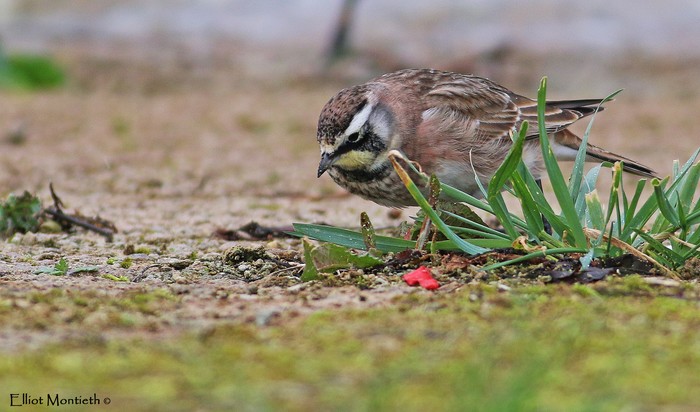 Horned Lark