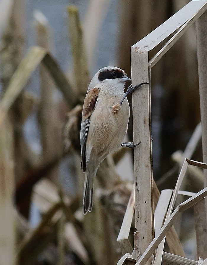 Penduline Tit