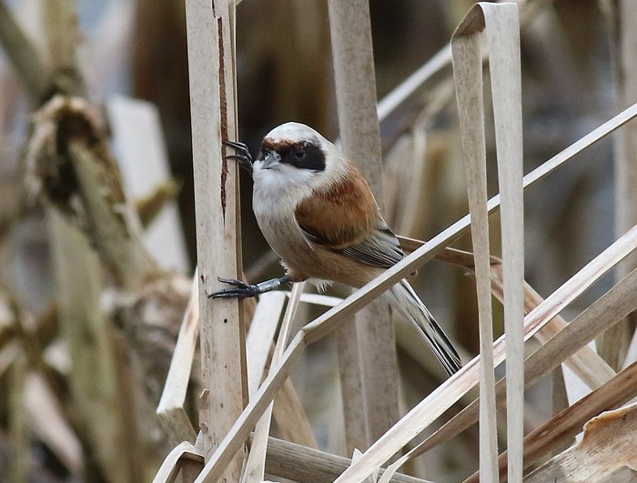 Penduline Tit