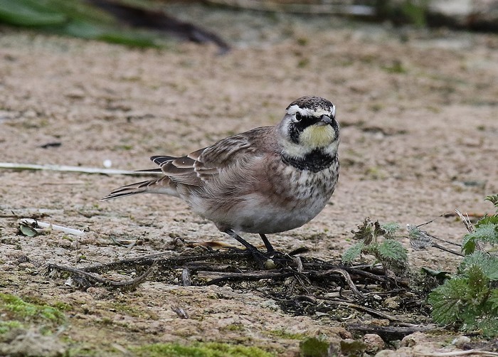 Horned Lark