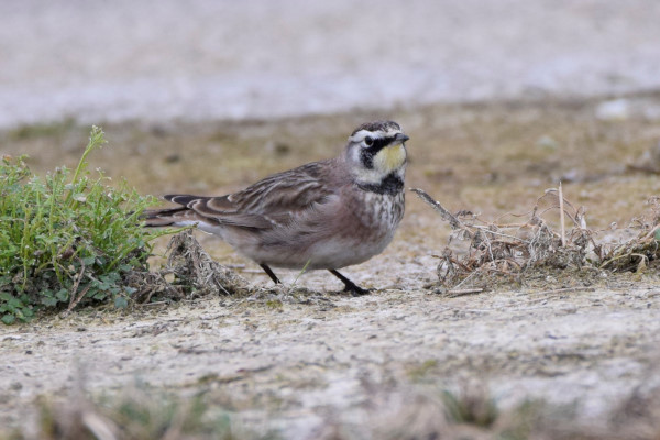 Horned Lark