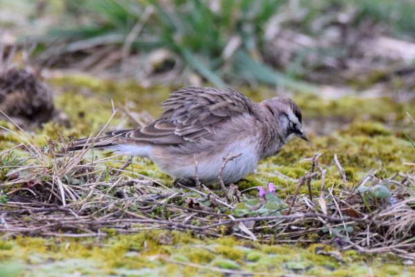 Horned Lark