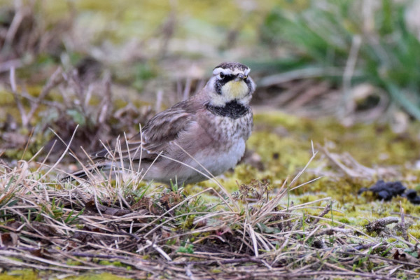 Horned Lark