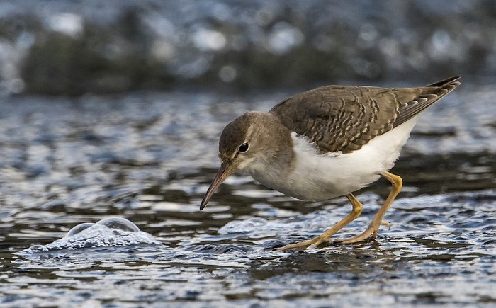 Spotted Sandpiper