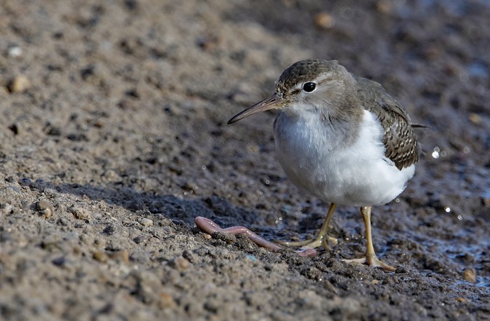 Spotted Sandpiper