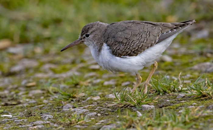 Spotted Sandpiper