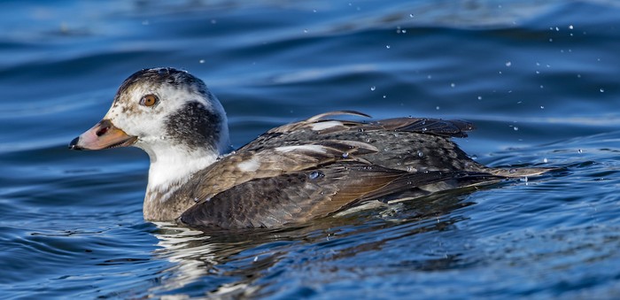 Long-tailed Duck