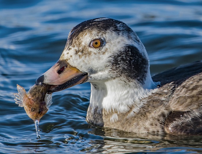 Long-tailed Duck
