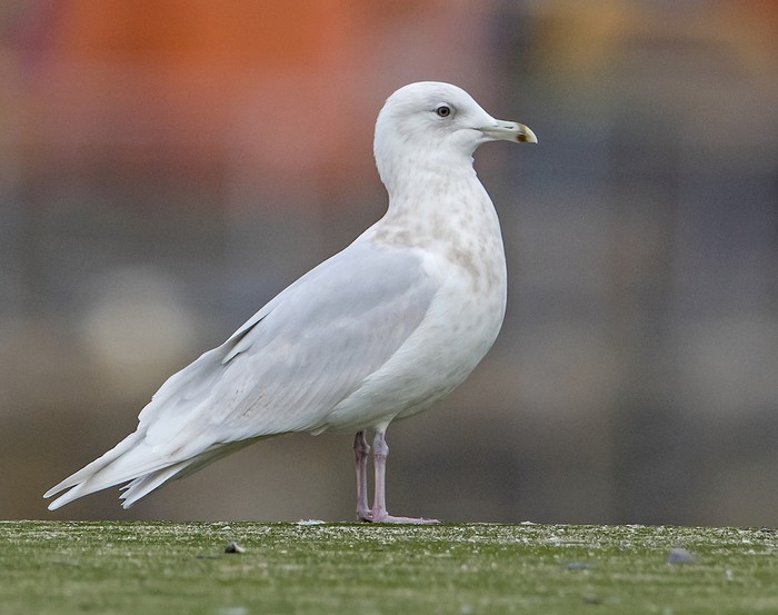 Iceland Gull