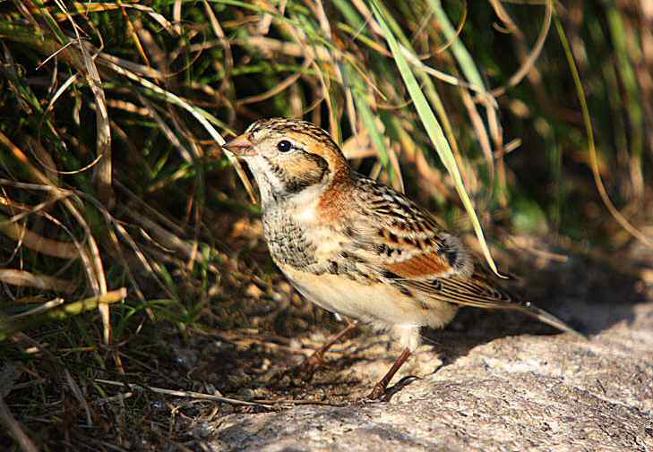Lapland Bunting