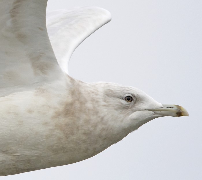 Iceland Gull