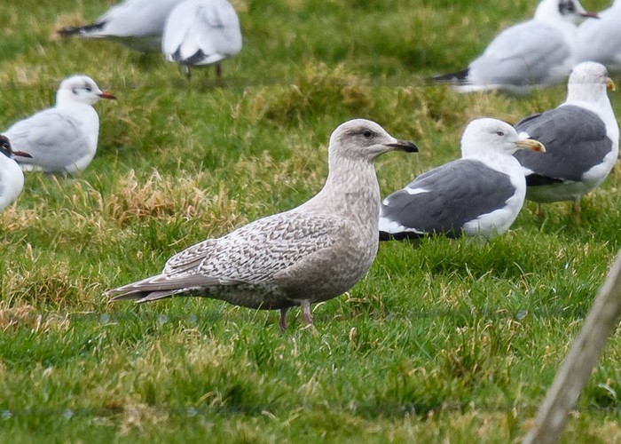 Thayer's Gull