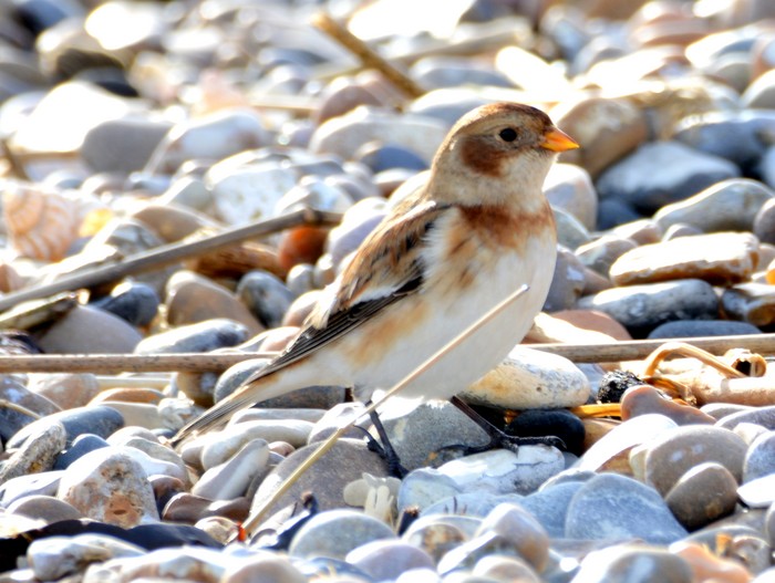 Snow Bunting