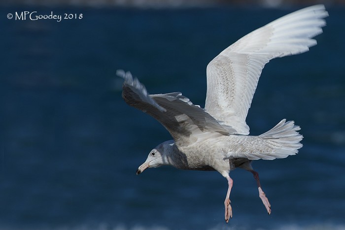 Glaucous Gull
