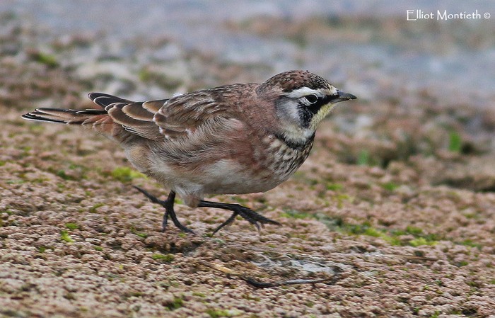 Horned Lark