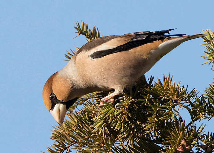 Hawfinch