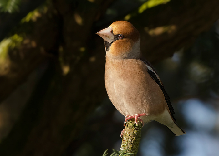 Hawfinch