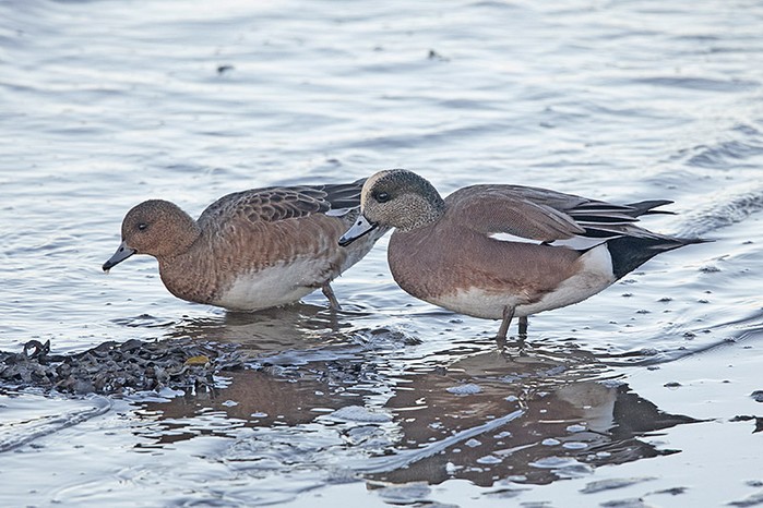 American Wigeon