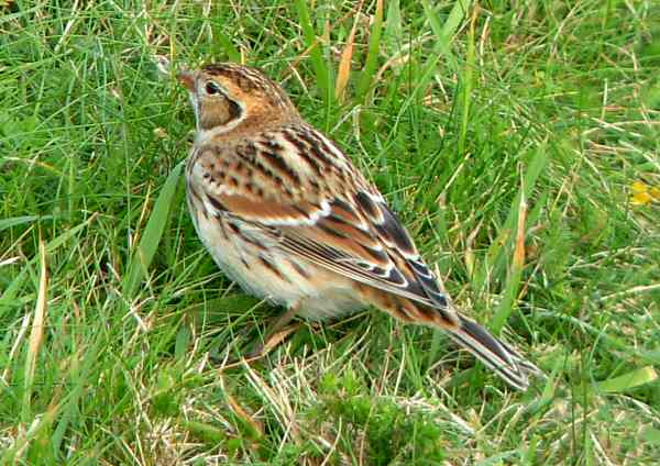 Lapland Bunting