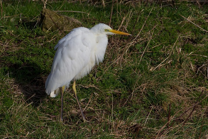 Great White Egret